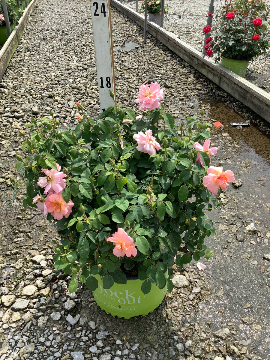 Rosa K.O 'Radyod' â€” G3