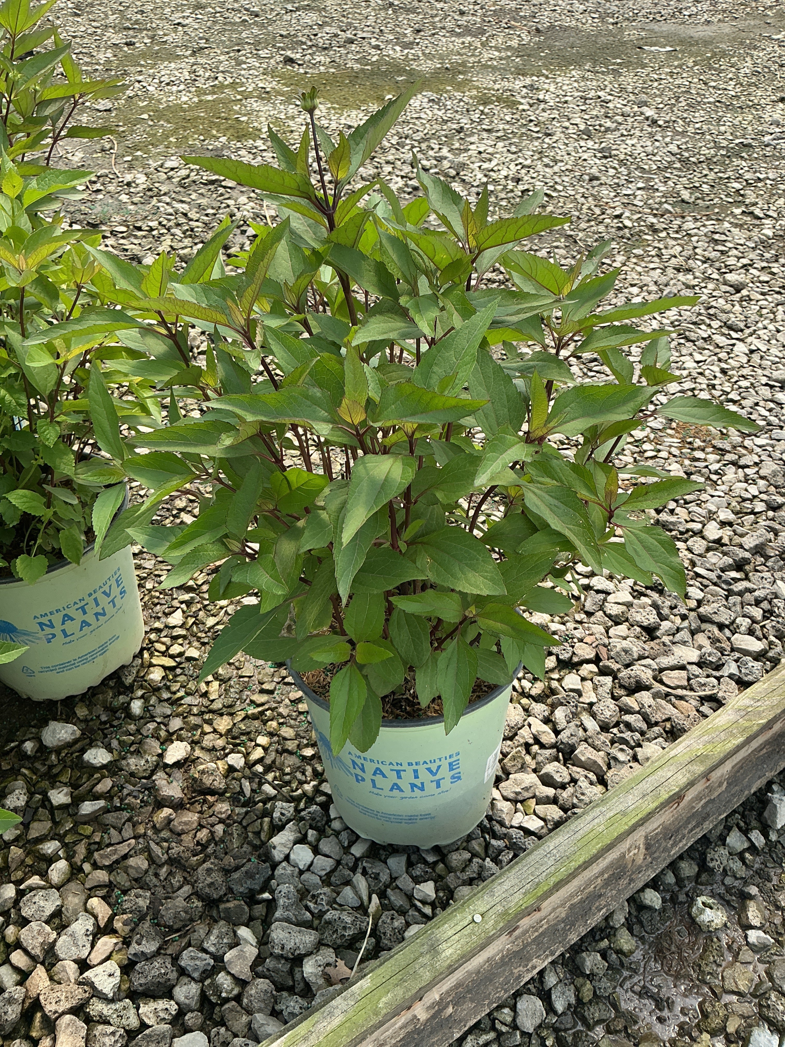 Heliopsis helianthoides 'Summer Nights'