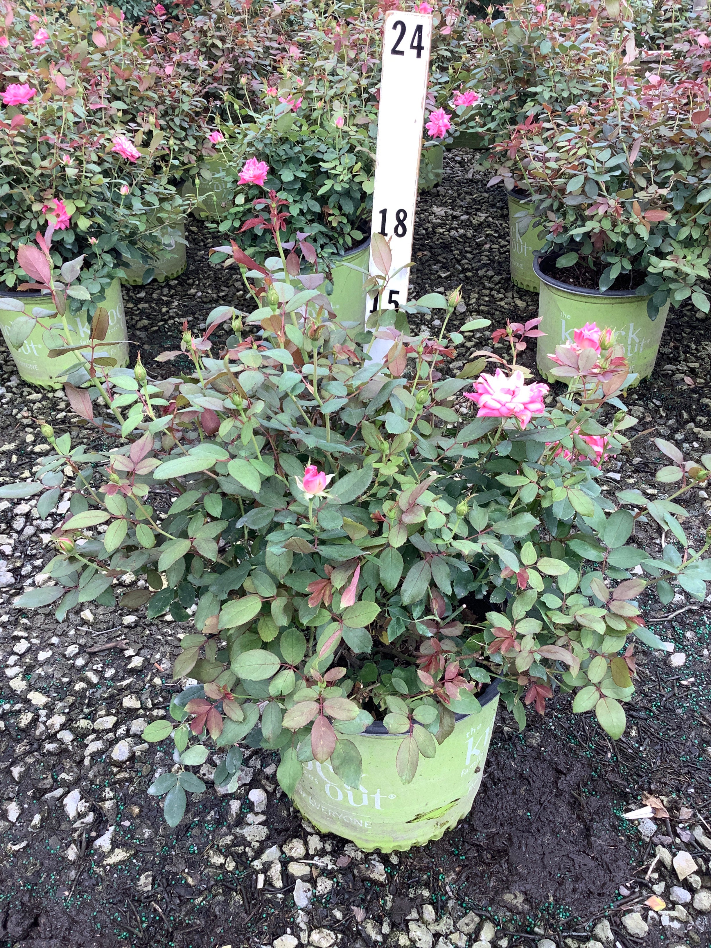 Rosa K.O 'Radtkopink'