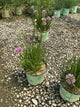 Allium millenium 'Millenium'
