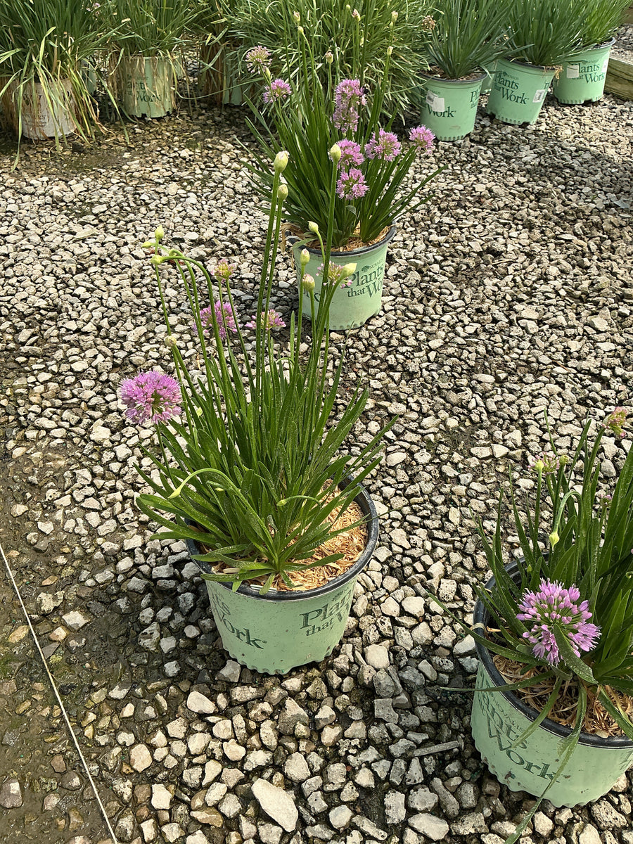 Allium millenium 'Millenium' â€” 19CM PTW