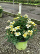 Rosa K.O 'Radsunny'