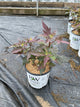 Hibiscus x 'Summerific Berry Awesome'