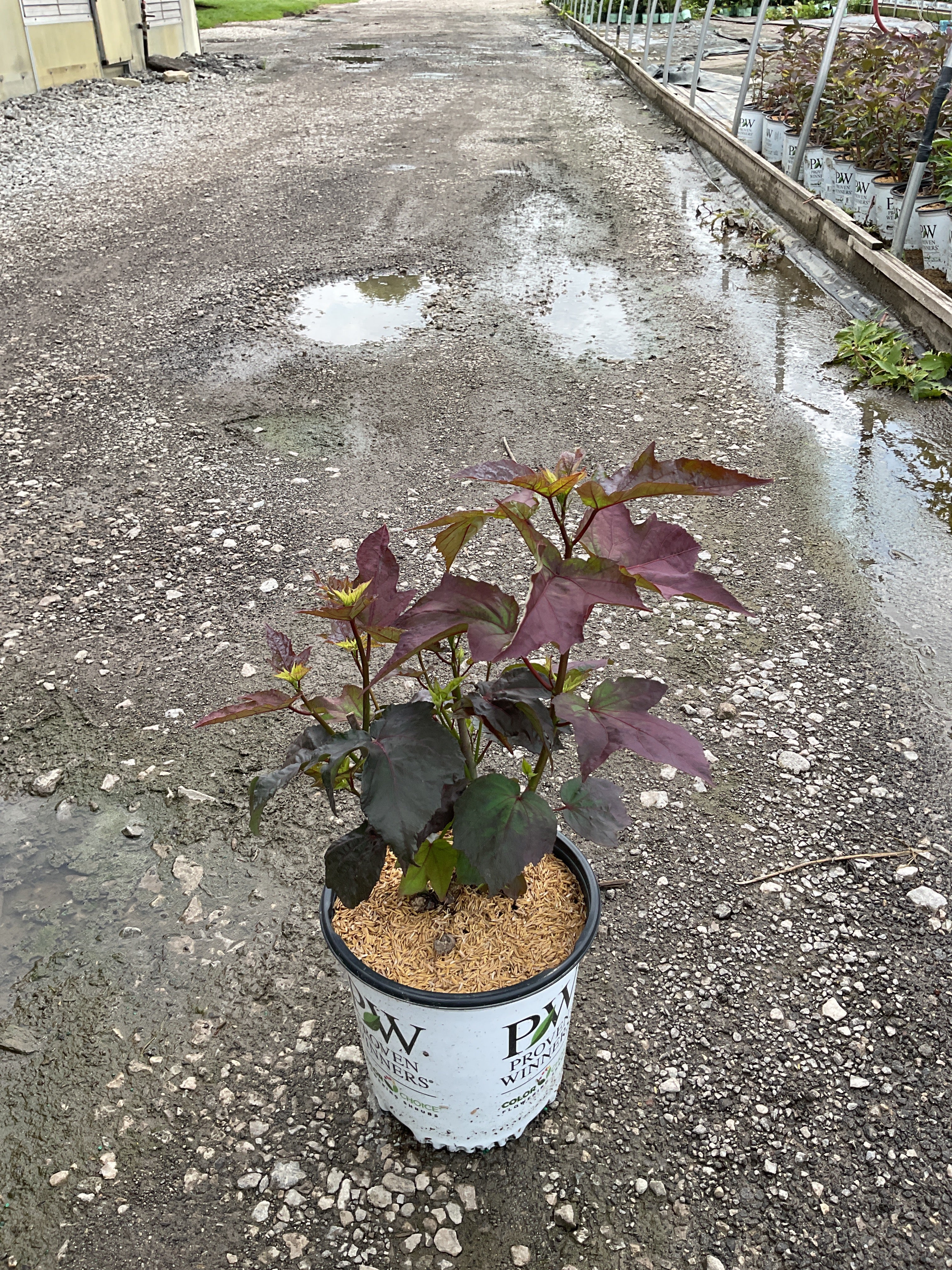 Hibiscus 'Cherry Choco Latte'