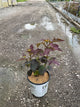 Hibiscus 'Cherry Choco Latte'