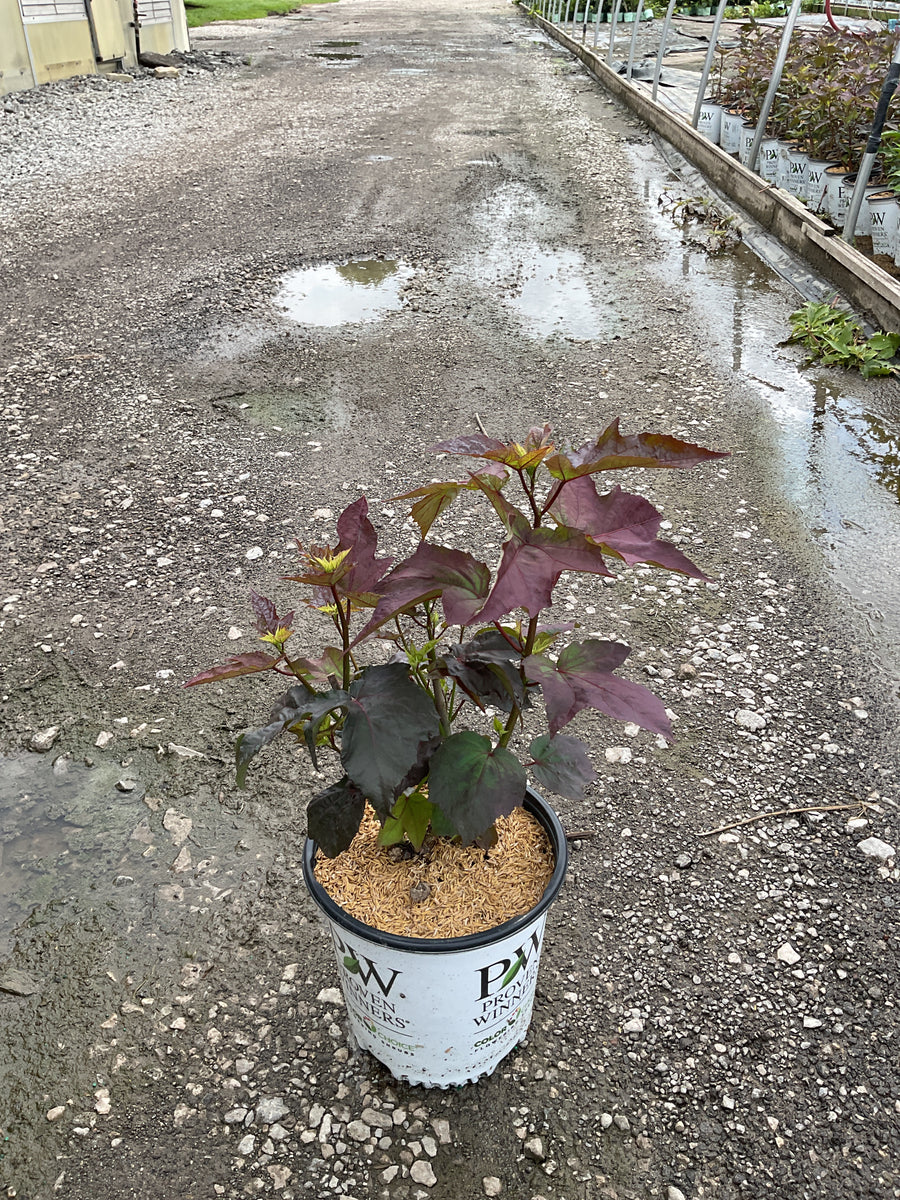 Hibiscus 'Cherry Choco Latte' â€” G2 PW
