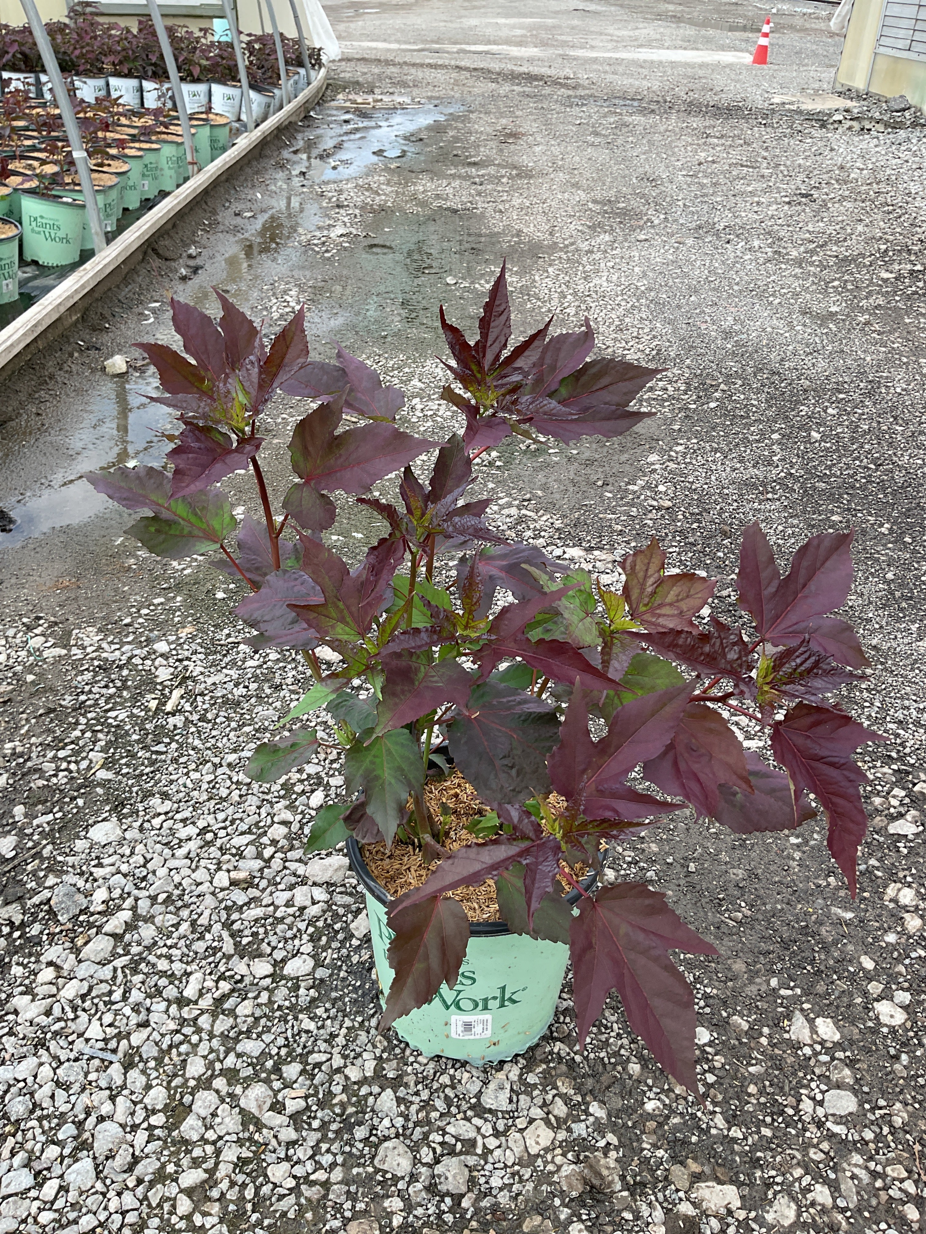 Hibiscus moscheutos 'Midnight Marvel'