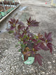 Hibiscus moscheutos 'Midnight Marvel'