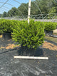Buxus microphylla 'Winter Gem'