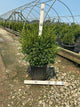 Buxus microphylla 'Green Gem'