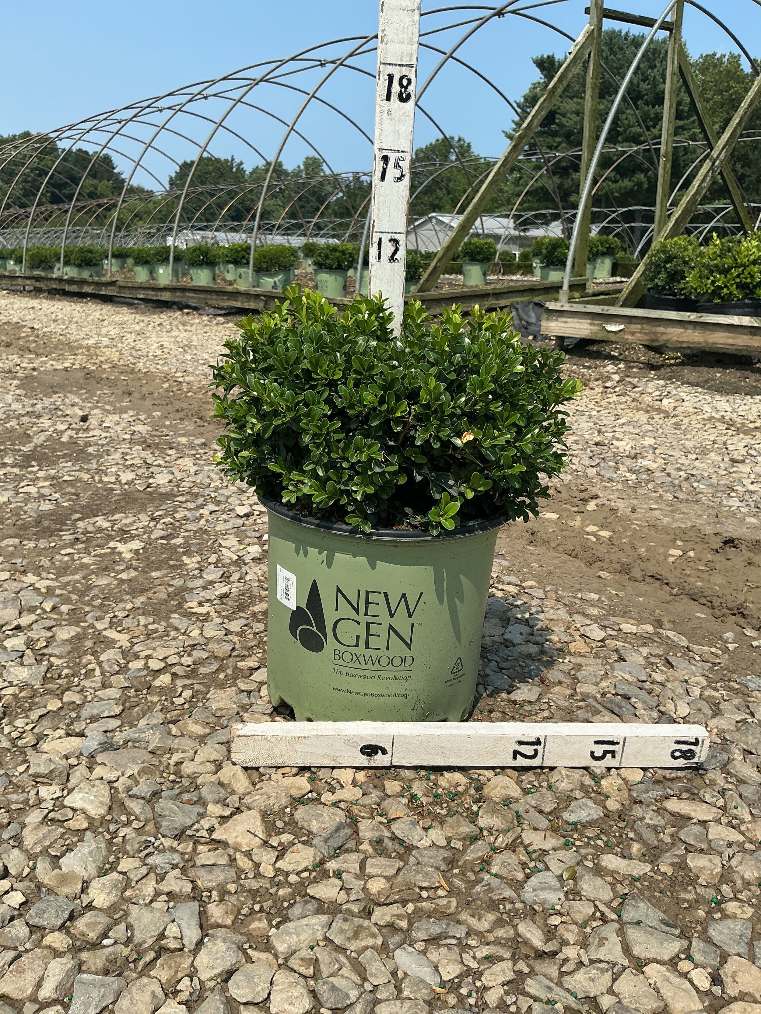 Buxus newgen 'Independence'