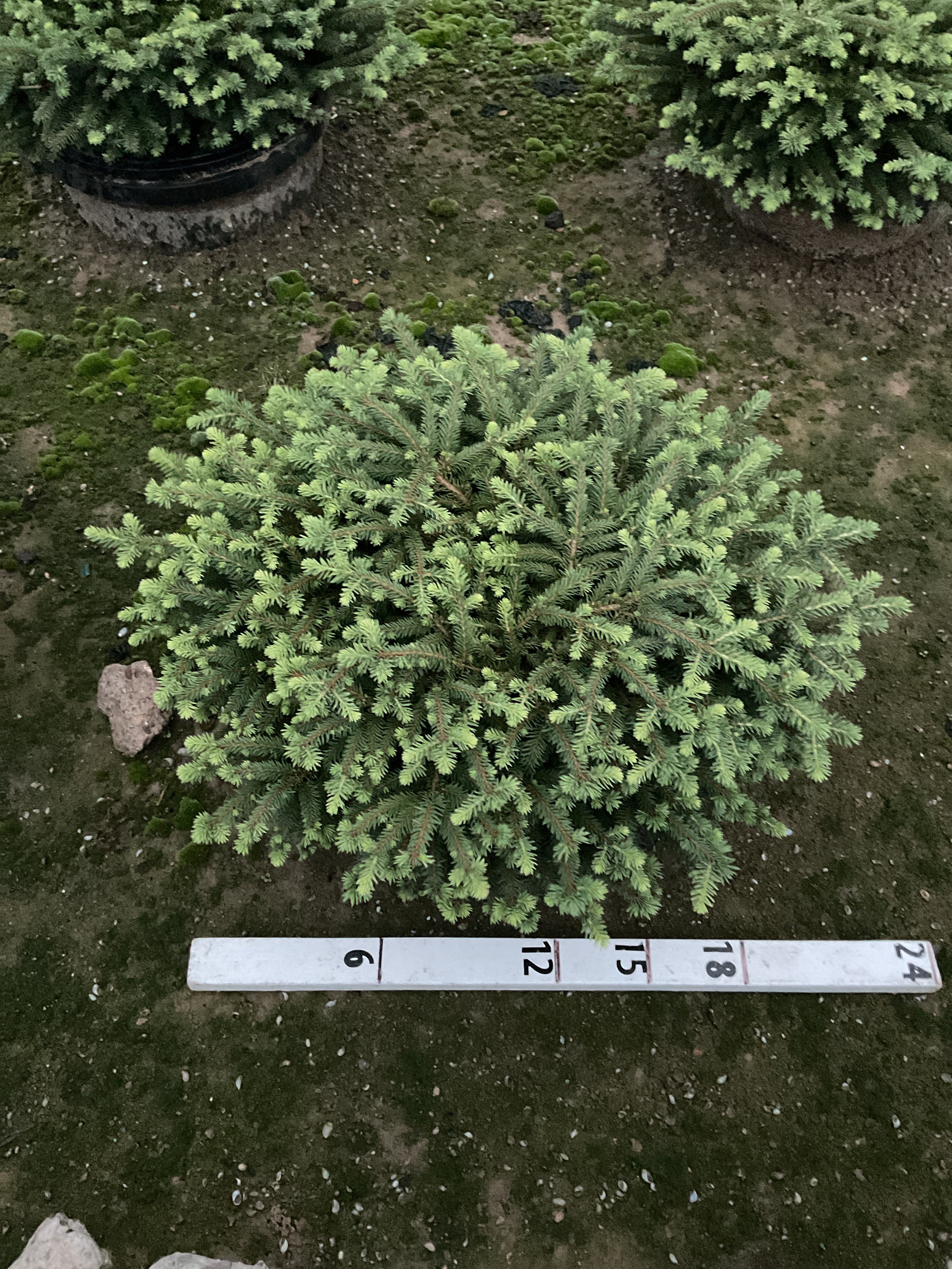Picea abies 'Nidiformis'