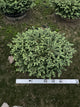 Picea abies 'Nidiformis'