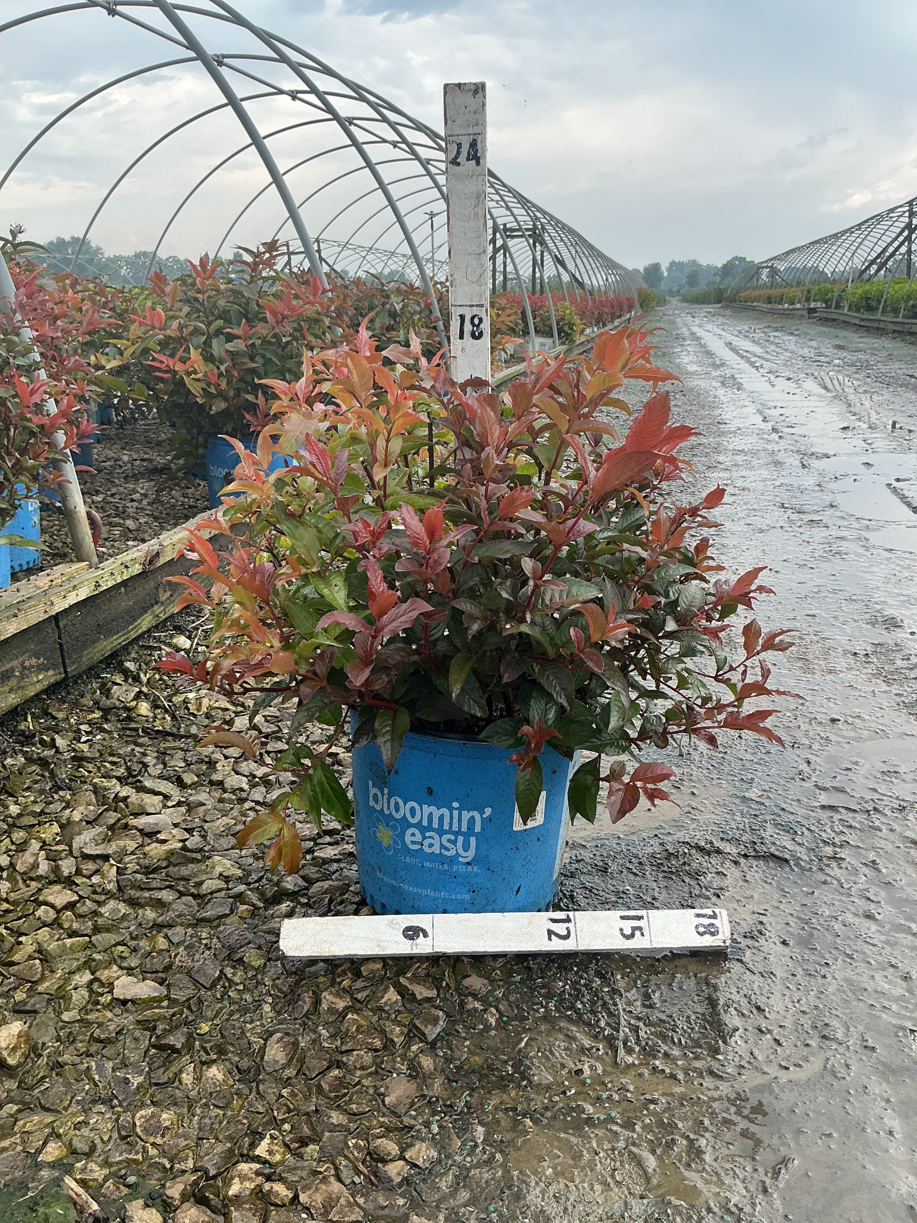 Diervilla sessilifolia 'Nightglow'