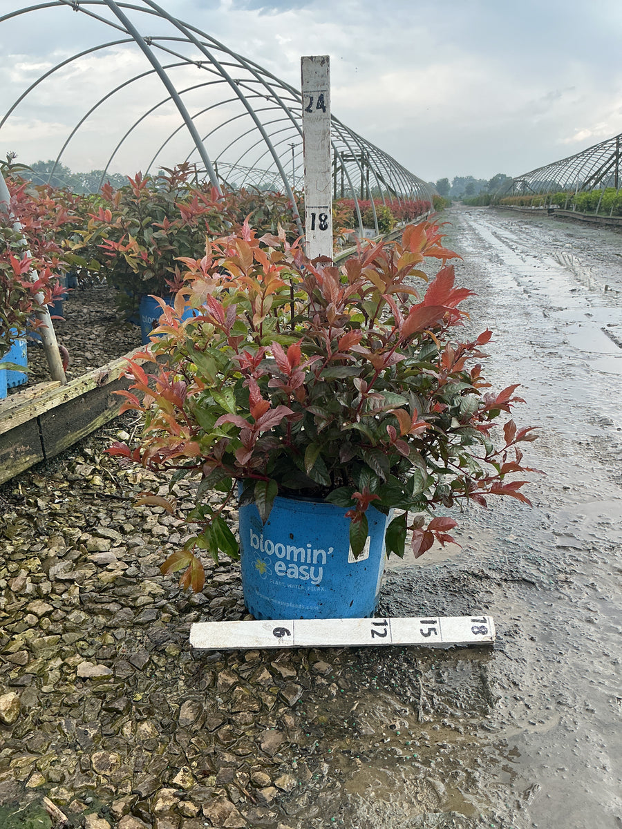 Diervilla sessilifolia 'Nightglow' â€” G3 15