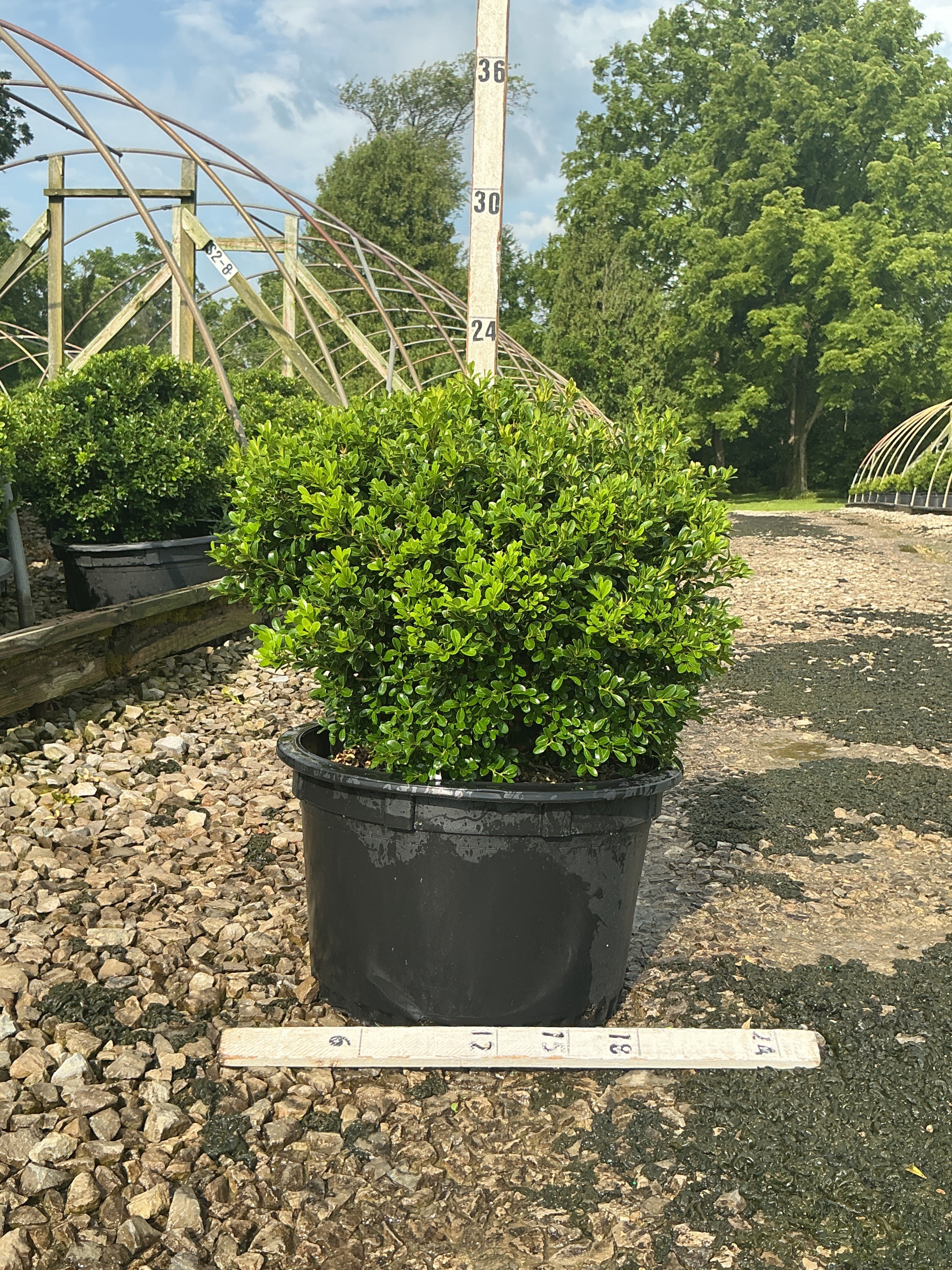 Buxus newgen 'Independence'