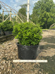 Buxus newgen 'Independence'