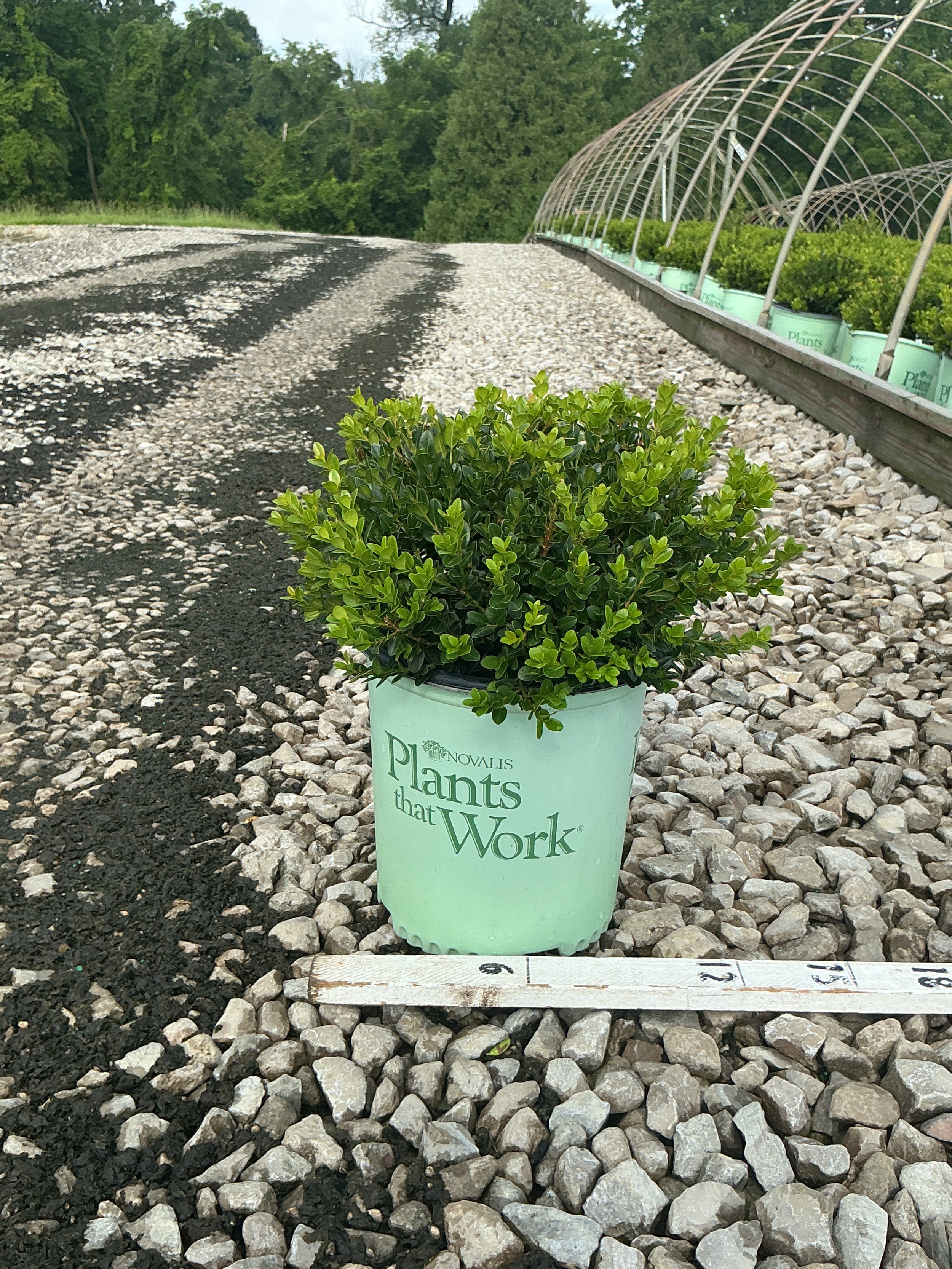 Buxus microphylla 'Little Missy'