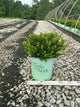 Buxus microphylla 'Little Missy'