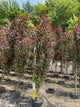 Prunus persica 'Corinthian Rose'