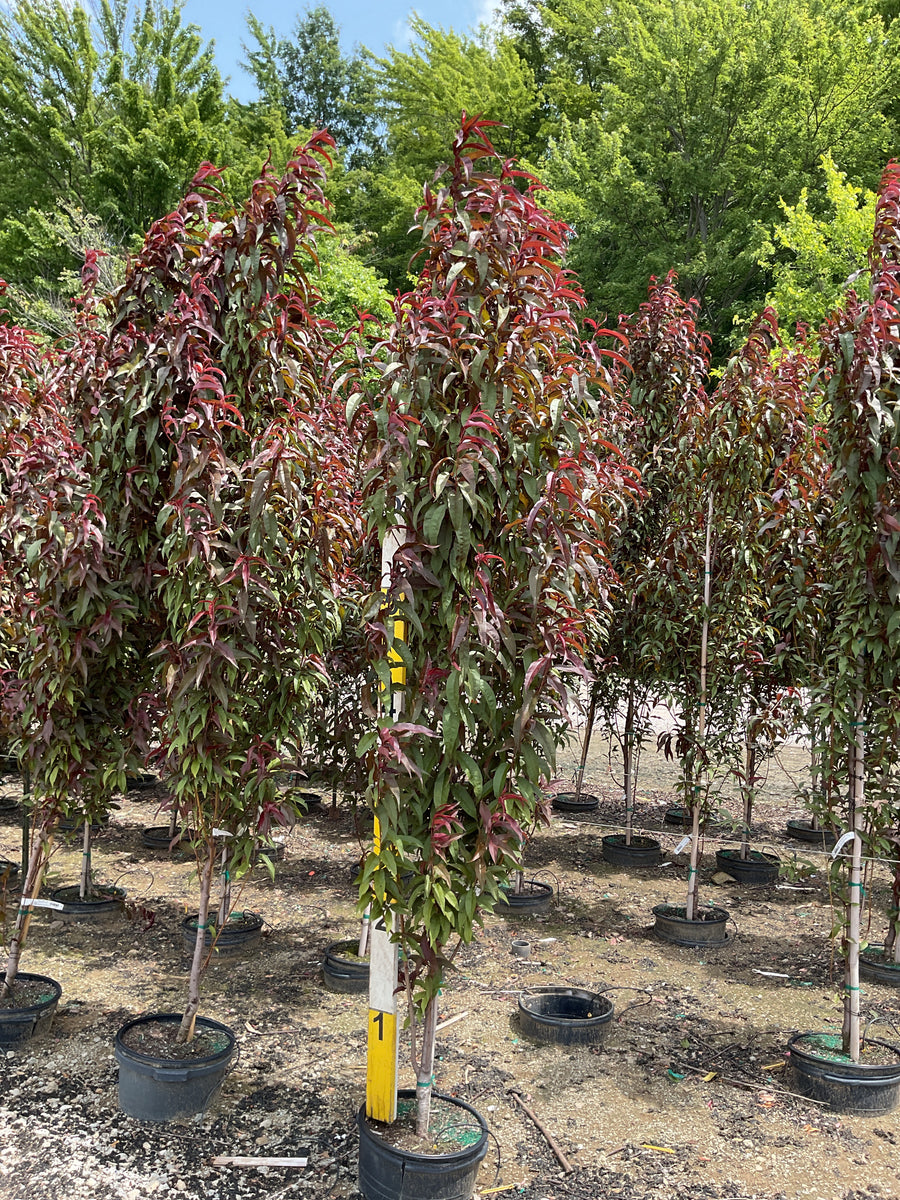 Prunus persica 'Corinthian Rose' â€” G7 72