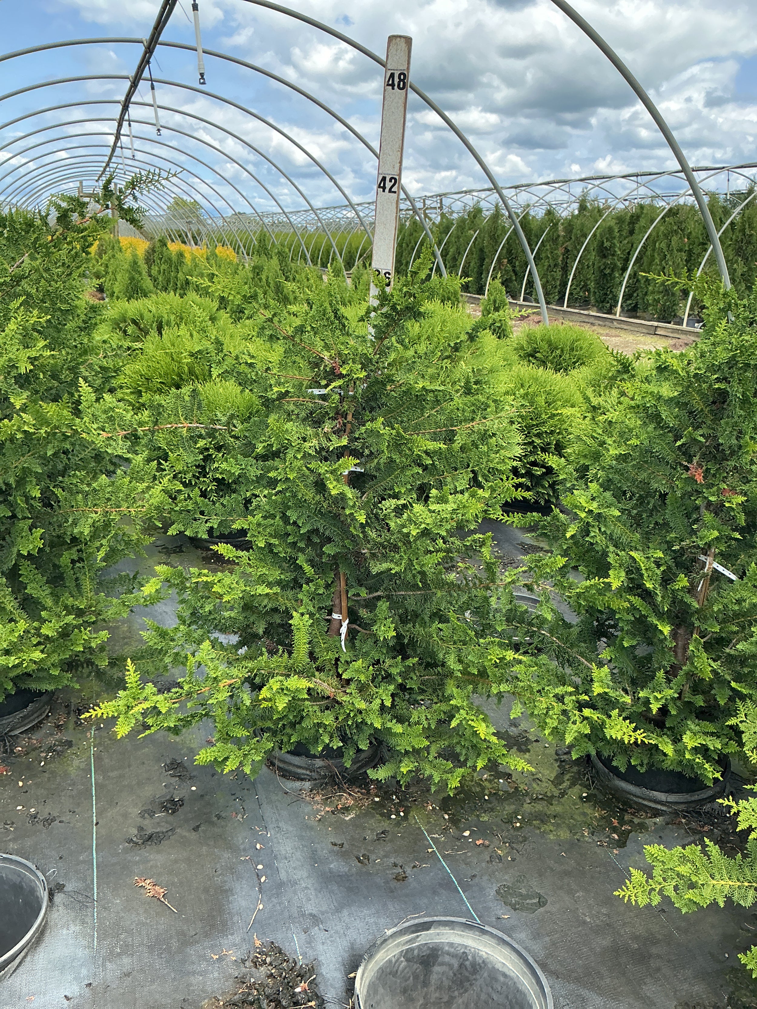 Chamaecyparis obtusa 'Filicoides'