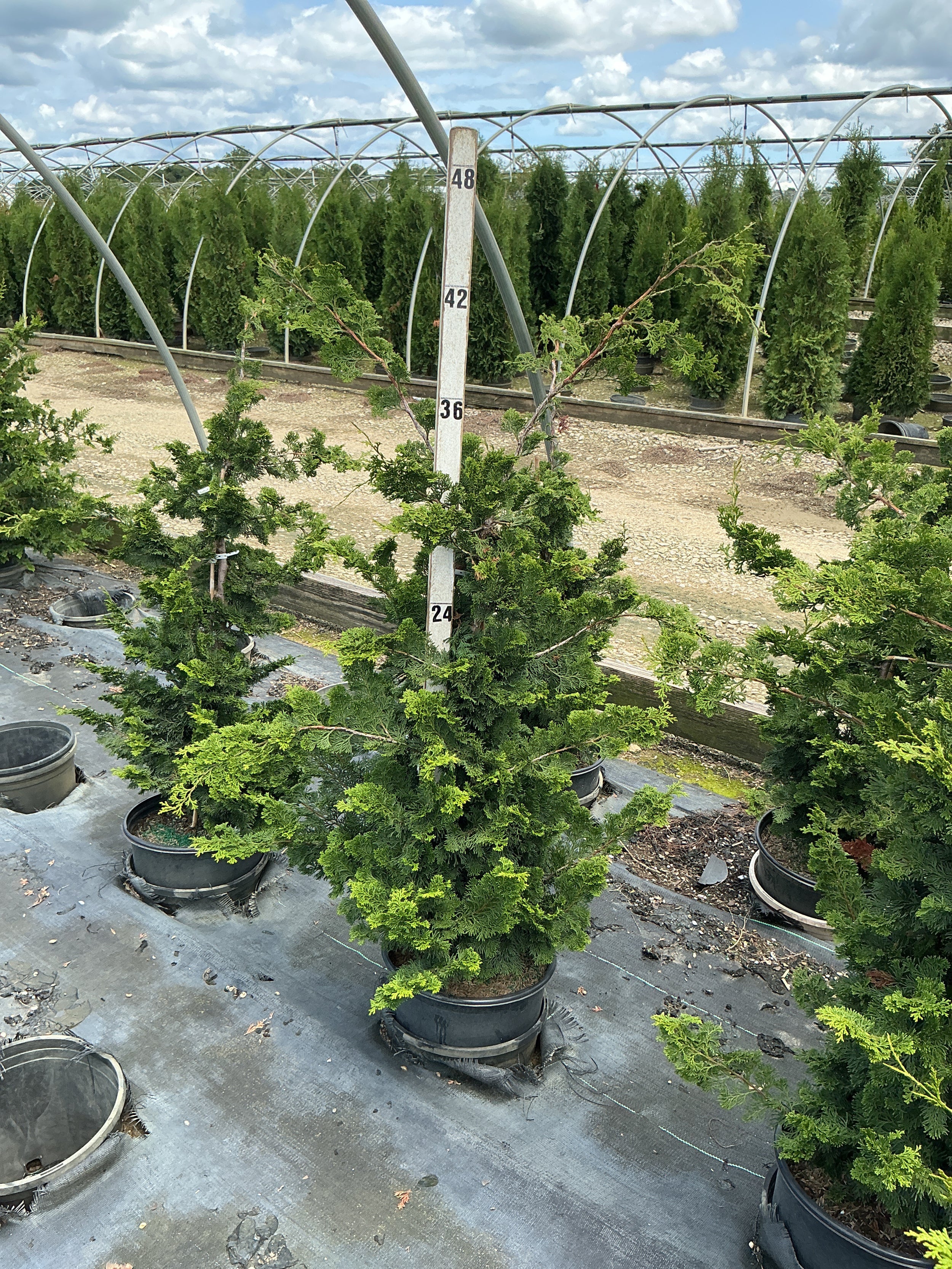 Chamaecyparis obtusa 'Wells'