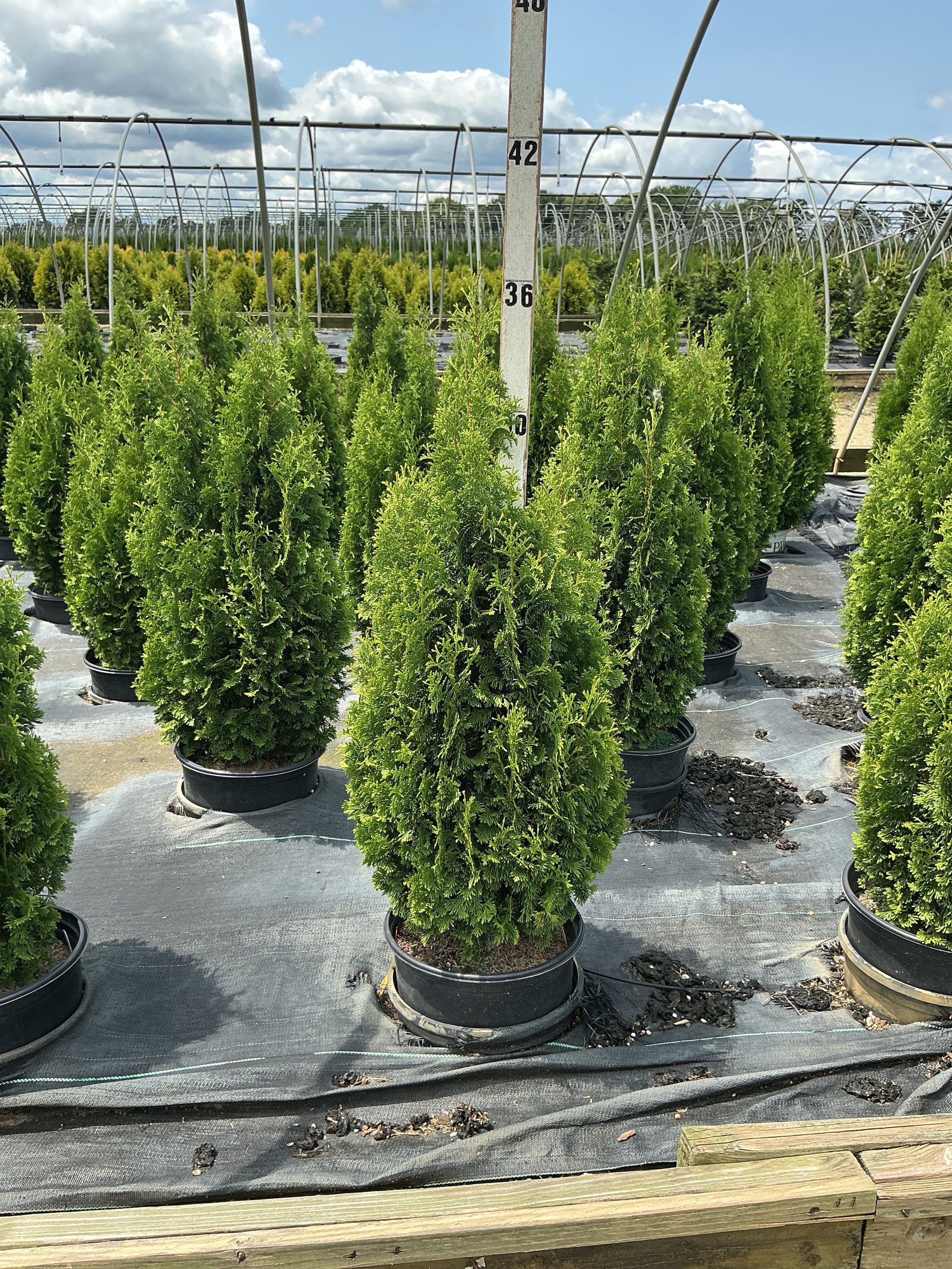Thuja occidentalis 'Degroots Spire'
