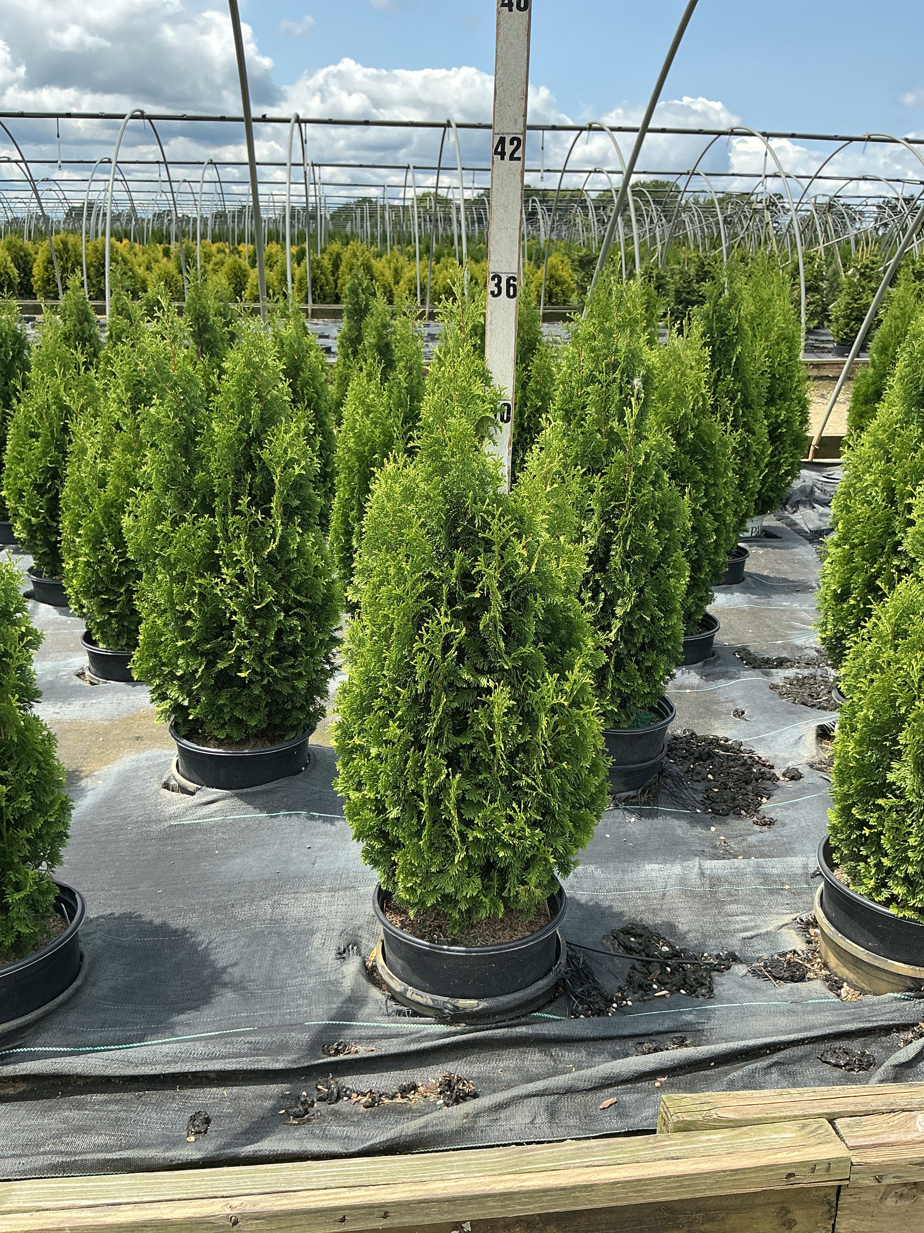Thuja occidentalis 'Degroots Spire'