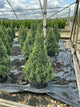 Picea glauca 'Conica'