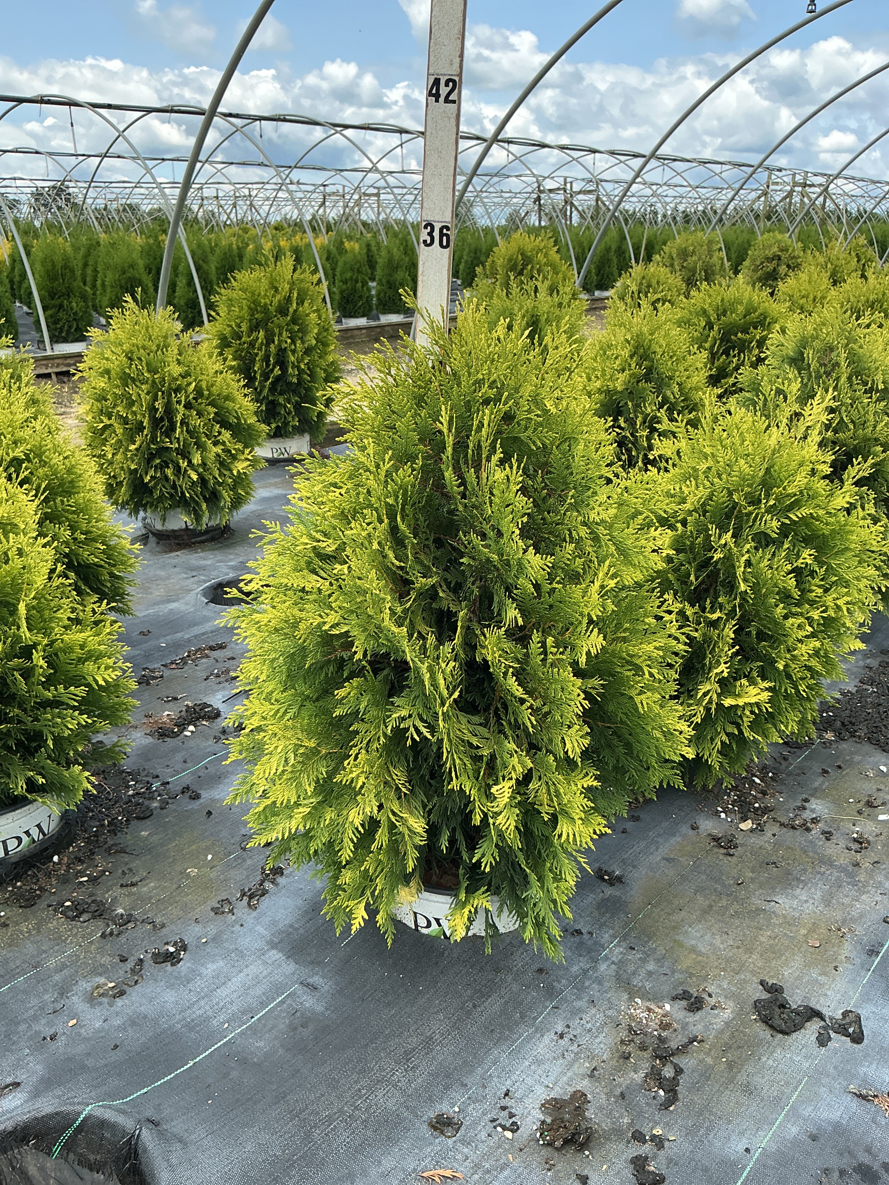 Thuja occidentalis 'Cheer Drops'