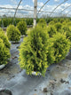 Thuja occidentalis 'Cheer Drops'