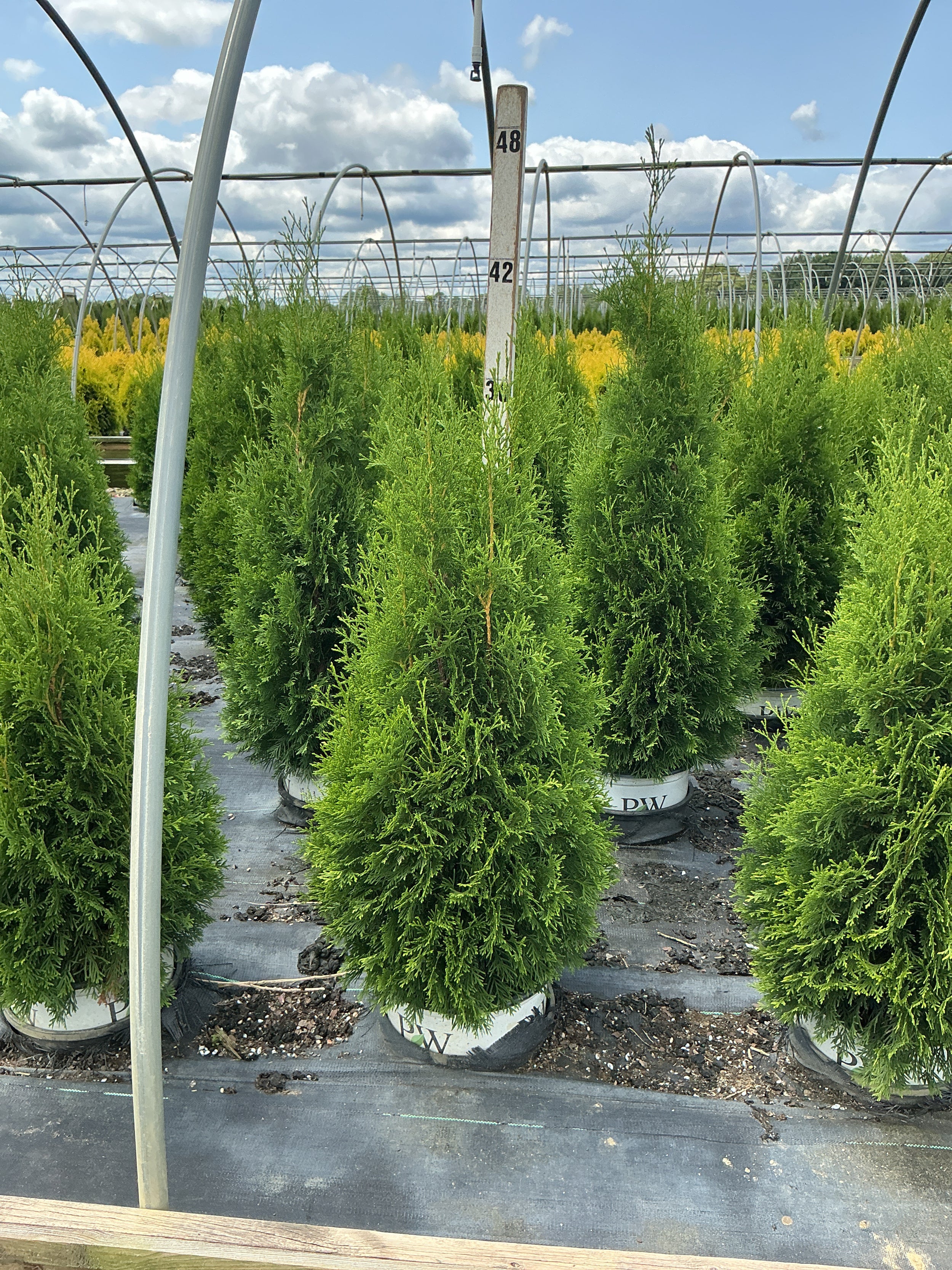 Thuja occidentalis 'Art Boe'