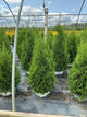 Thuja occidentalis 'Art Boe'