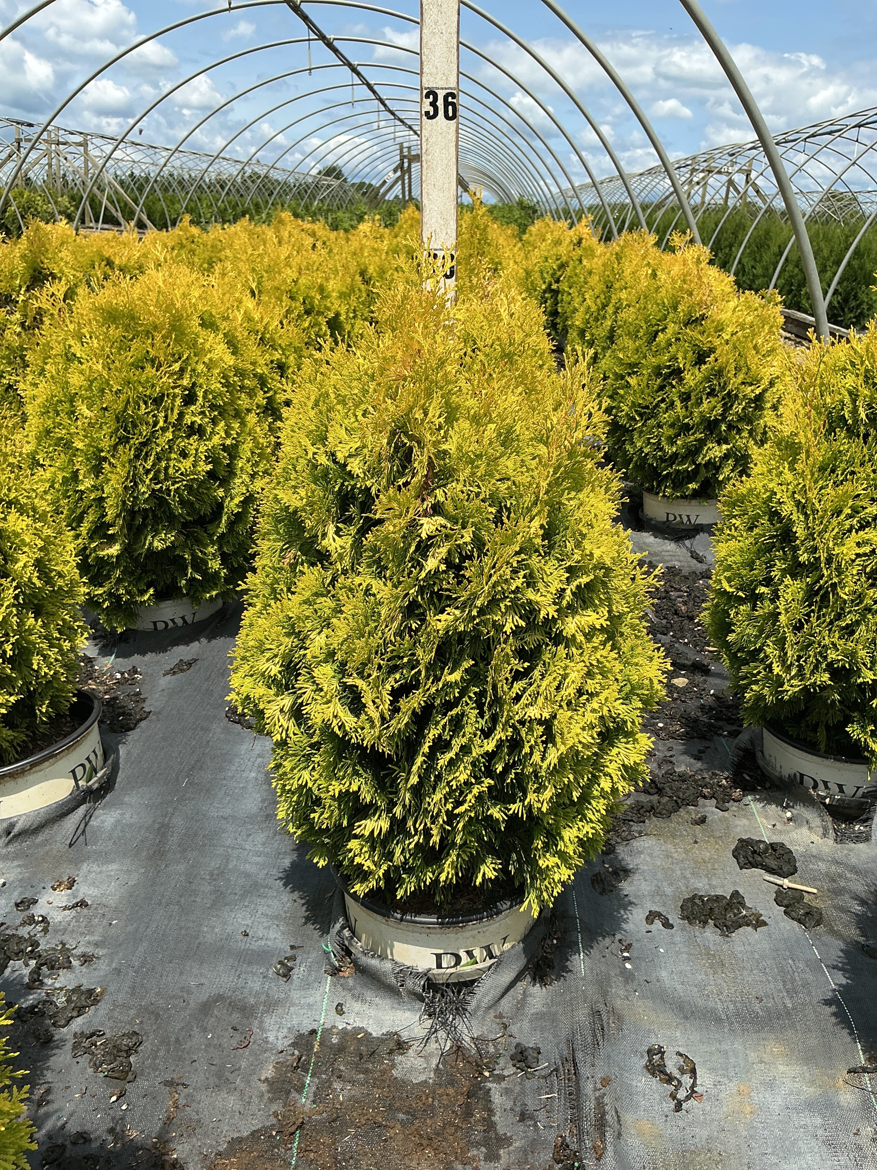 Thuja plicata 'Fluffy'