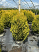 Thuja plicata 'Fluffy'