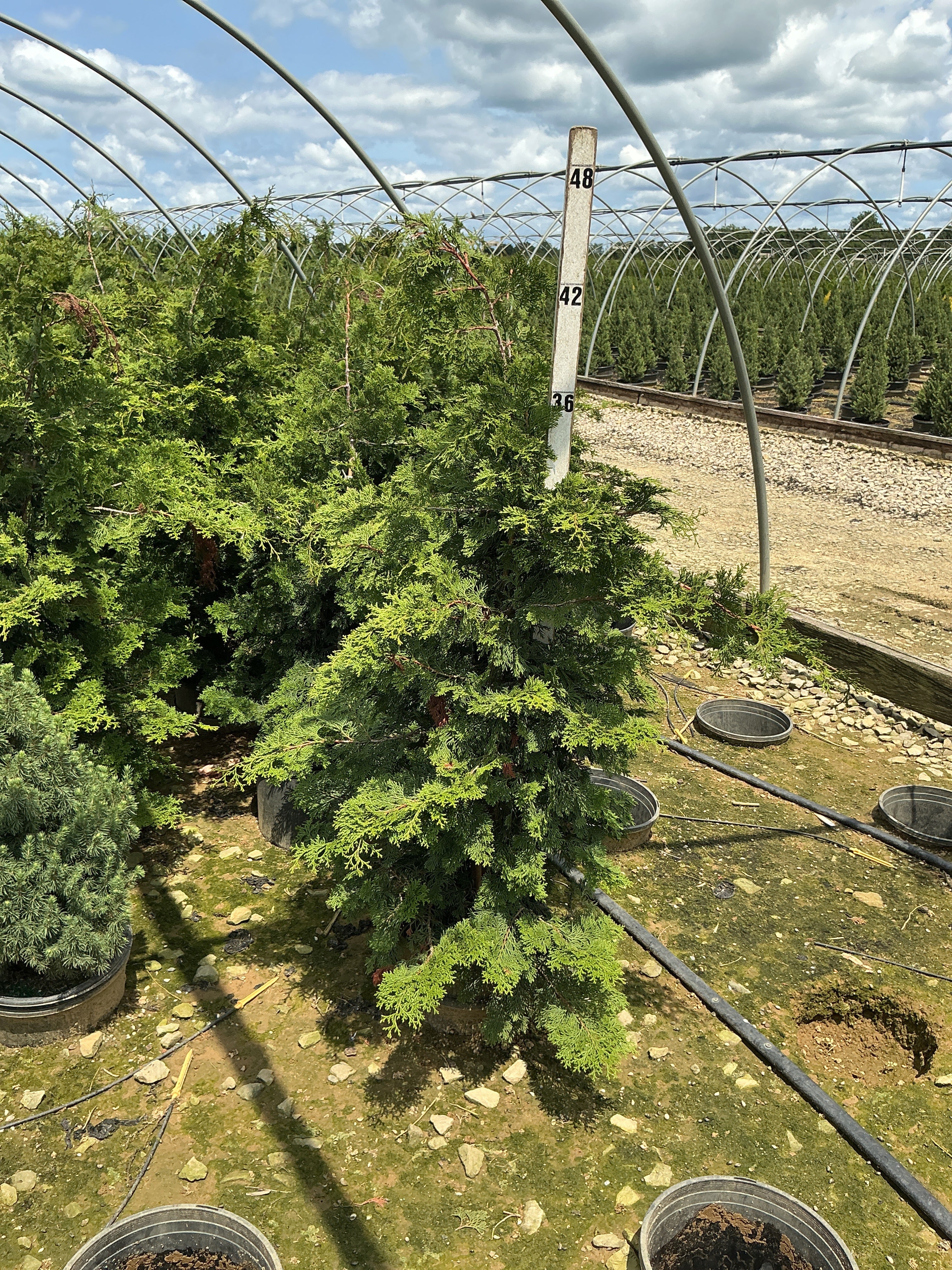 Chamaecyparis obtusa