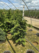 Chamaecyparis obtusa
