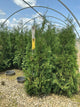 Thuja occidentalis 'Wintergreen'