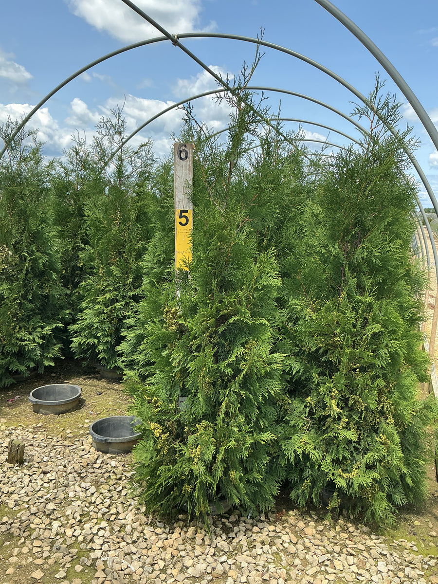 Thuja occidentalis 'Wintergreen' â€” G7 48-60