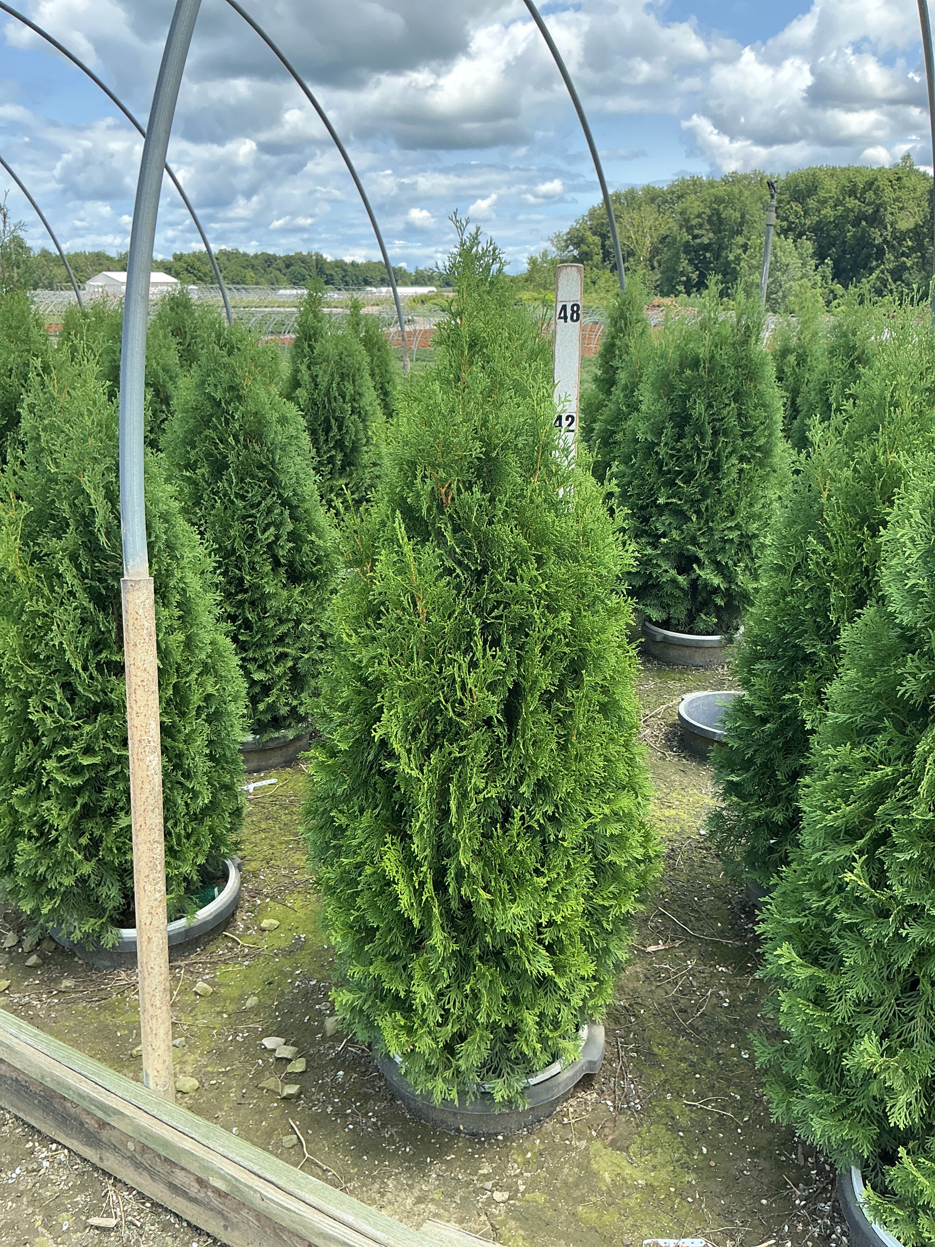 Thuja occidentalis 'Art Boe'