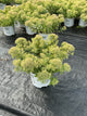 Sedum pure 'Joy'
