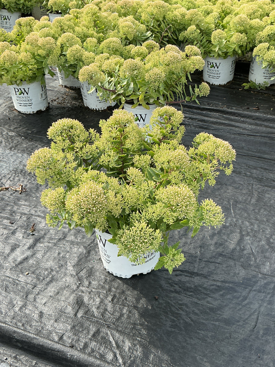 Sedum pure 'Joy' â€” G1 PW