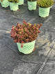Sedum SunSparkler® ‘Red Angelina'