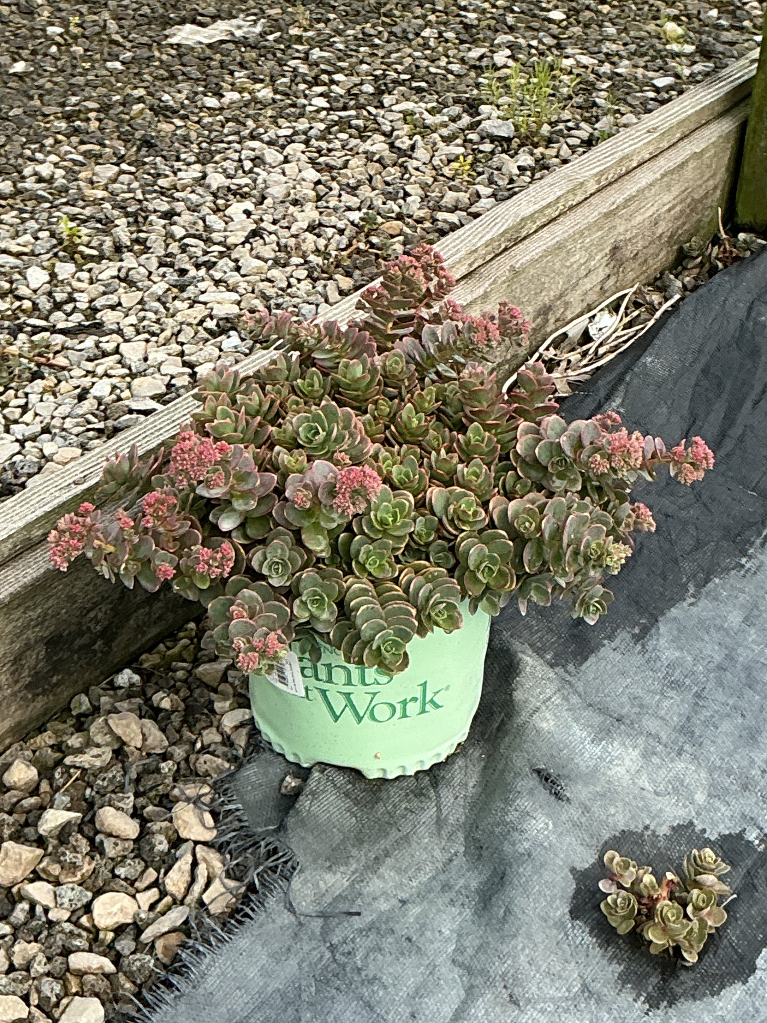 Sedum sedum 'Lime Zinger'