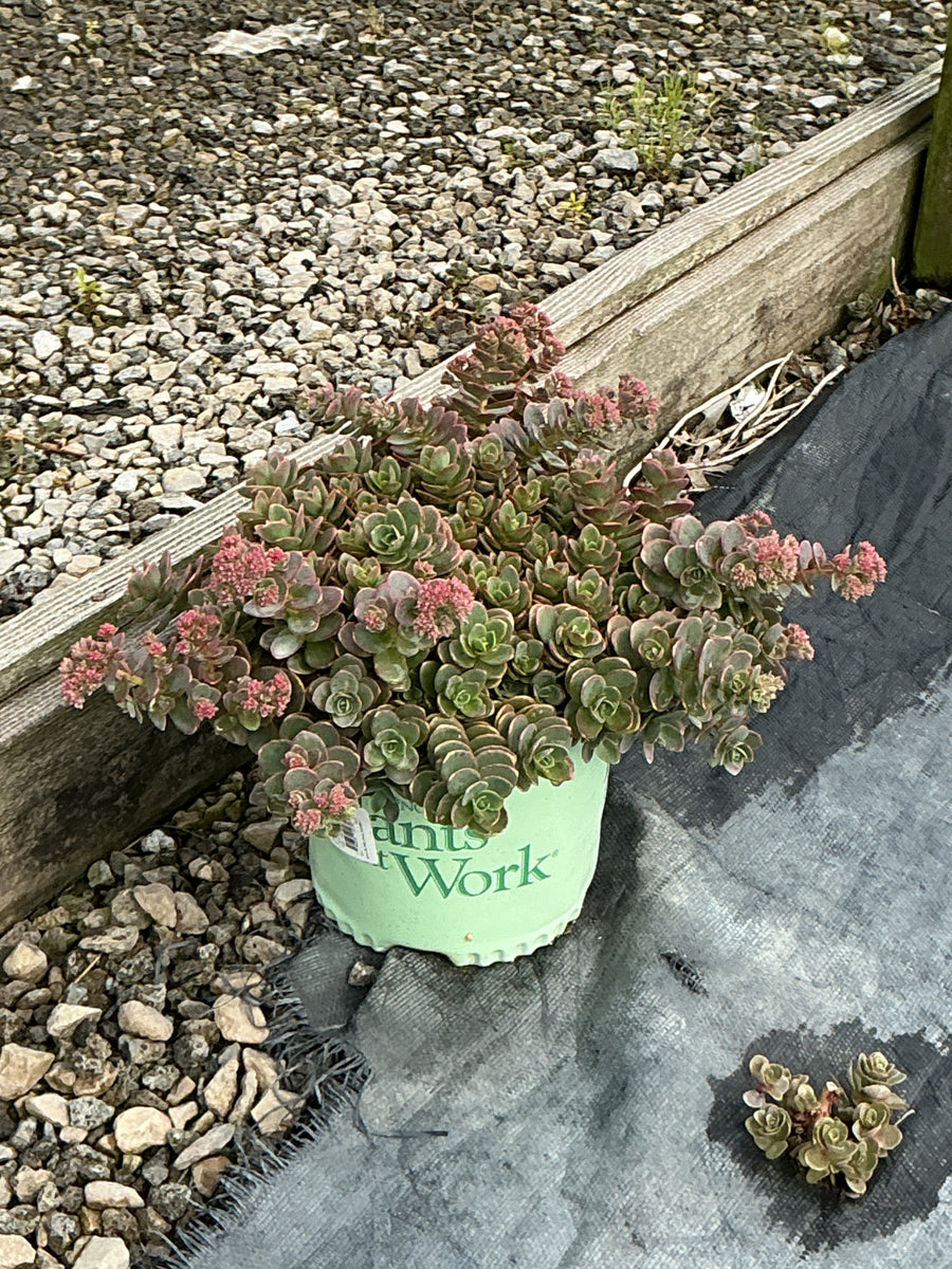 Sedum sedum 'Lime Zinger' â€” 19CM PTW