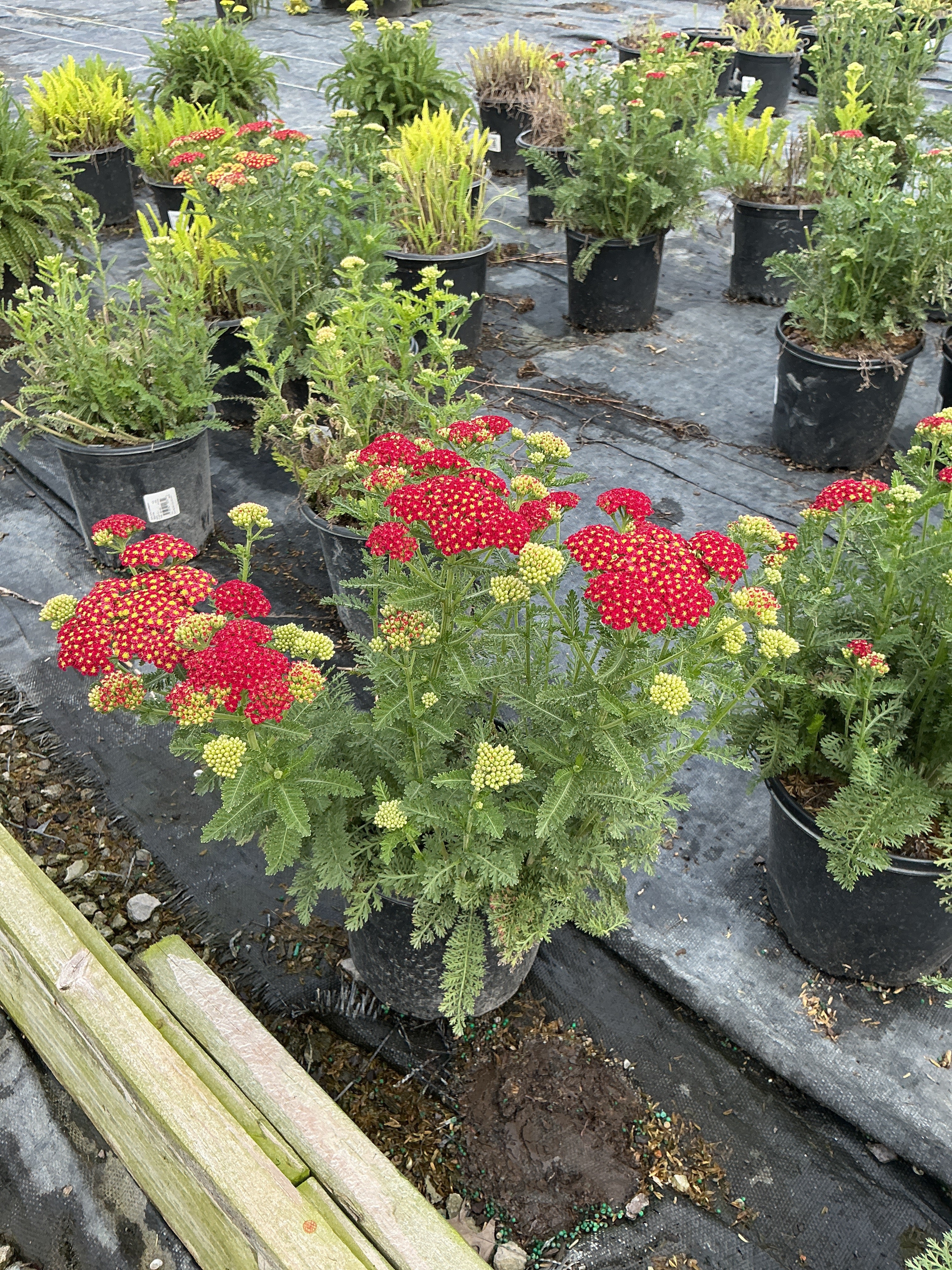 Achillea millefolium 'Strawberry Seduction'