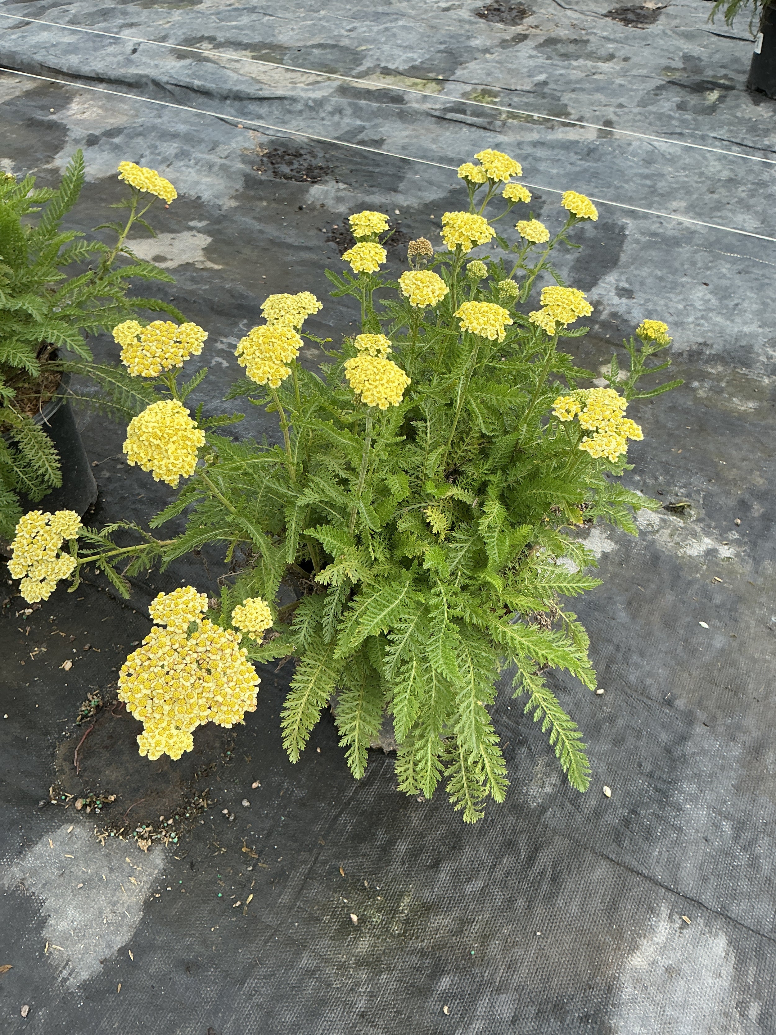 Achillea millefolium 'Sunny Seduction'