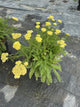 Achillea millefolium 'Sunny Seduction'