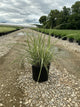 Miscanthus sinensis 'Variegata'